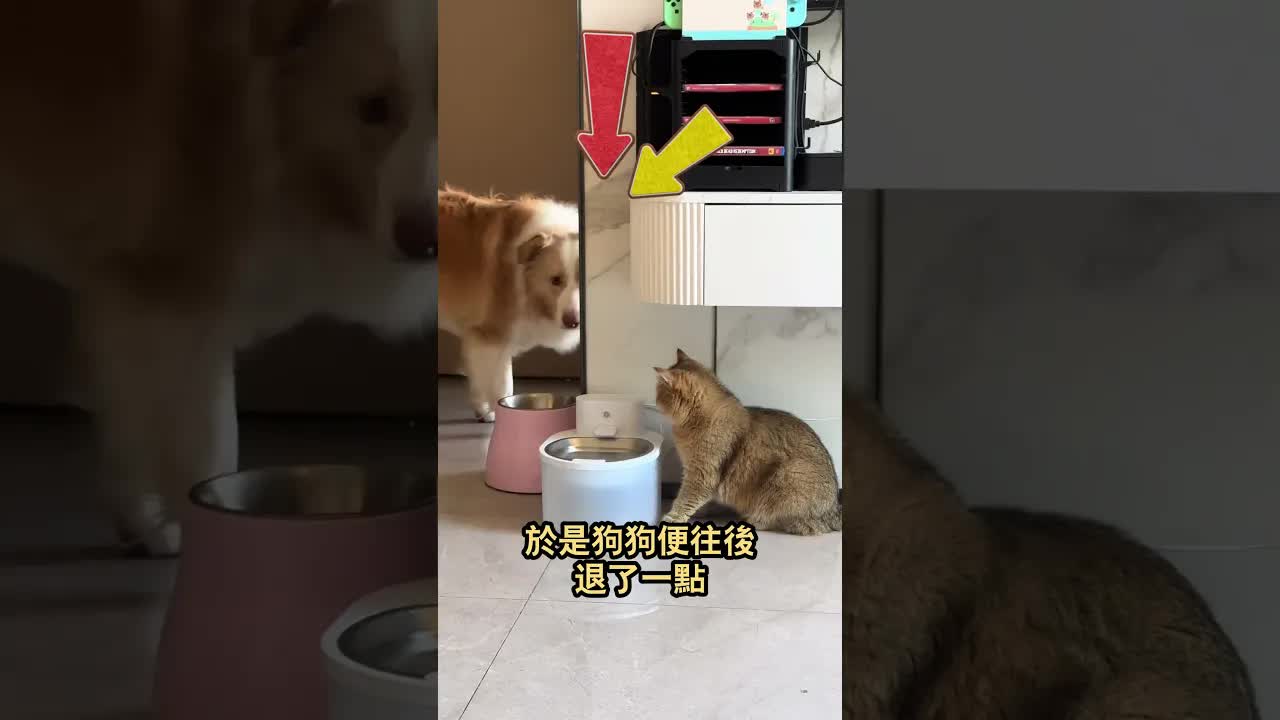 狗狗讓貓安心喝水的溫馨時刻