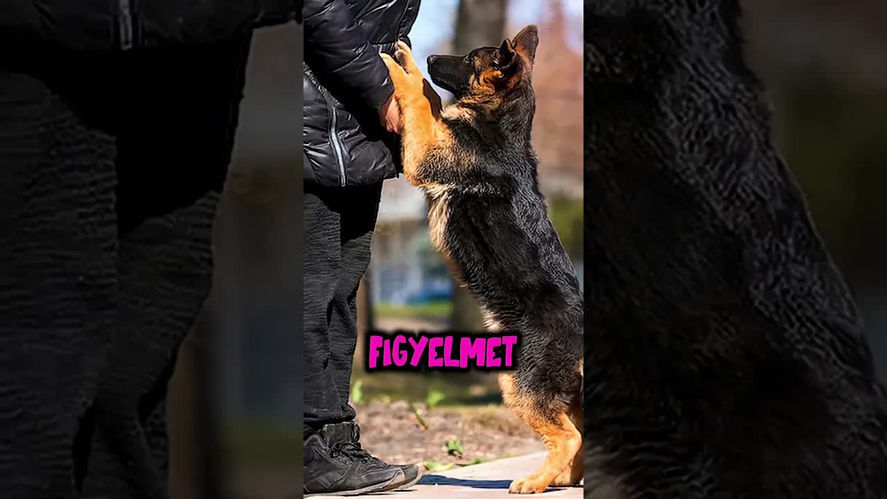 A kutyád nem rosszalkodik, csak szeret téged