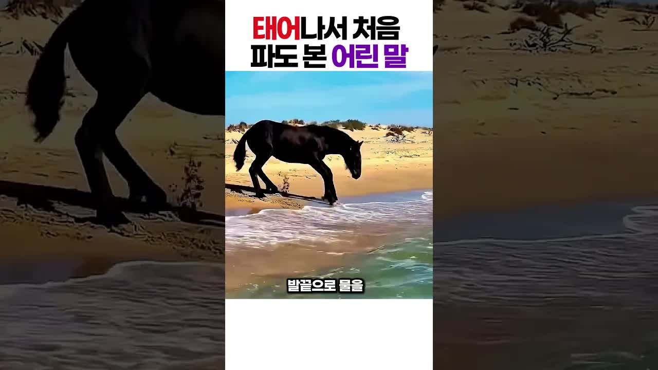 태어나 처음 바다 본 아기 말의 심쿵 순간