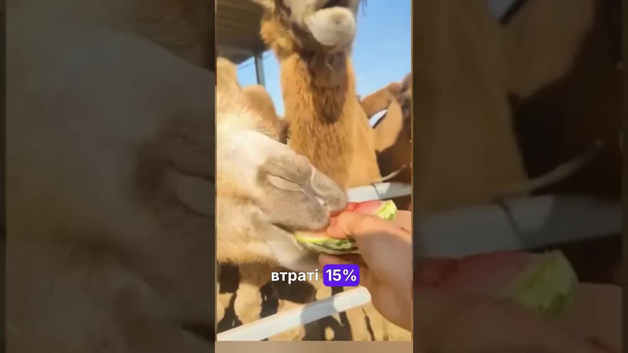 Як верблюди виживають без води та їжі