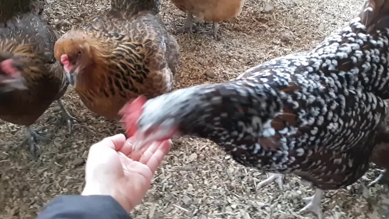 给母鸡吃蛋壳补钙