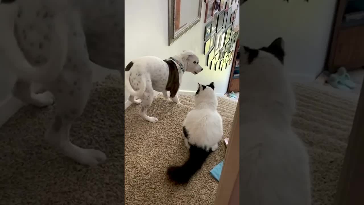Scaredy Cat Dog Hides From Kitten