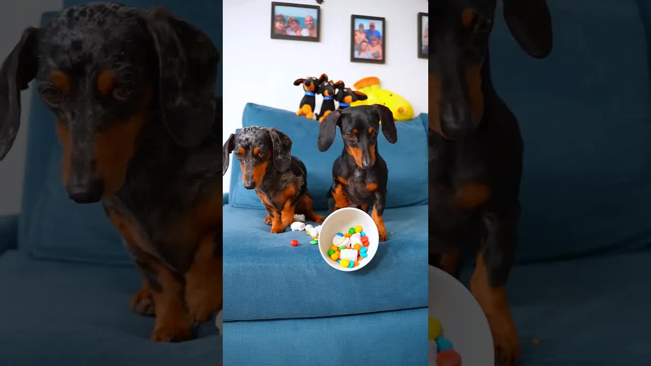 Perros salchicha ayudan a su hermano con los dulces