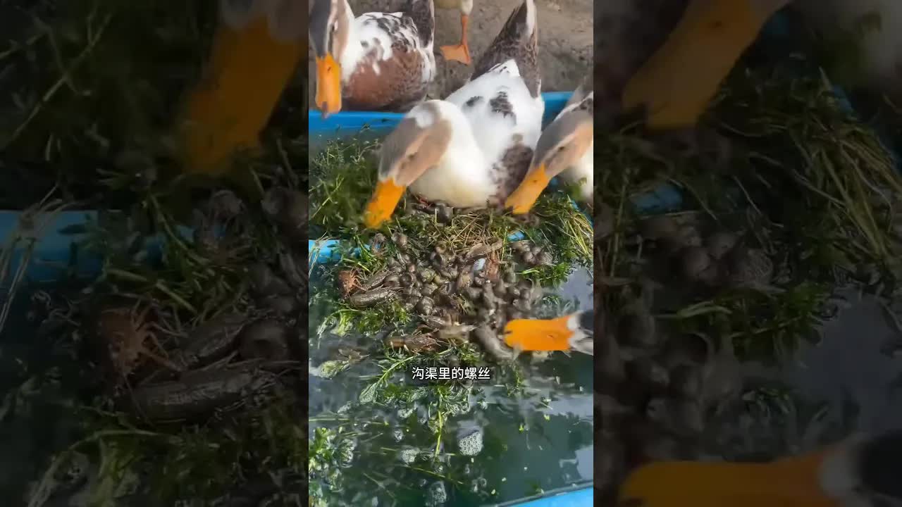 消失的古老職業：趕鴨人的漂泊生活