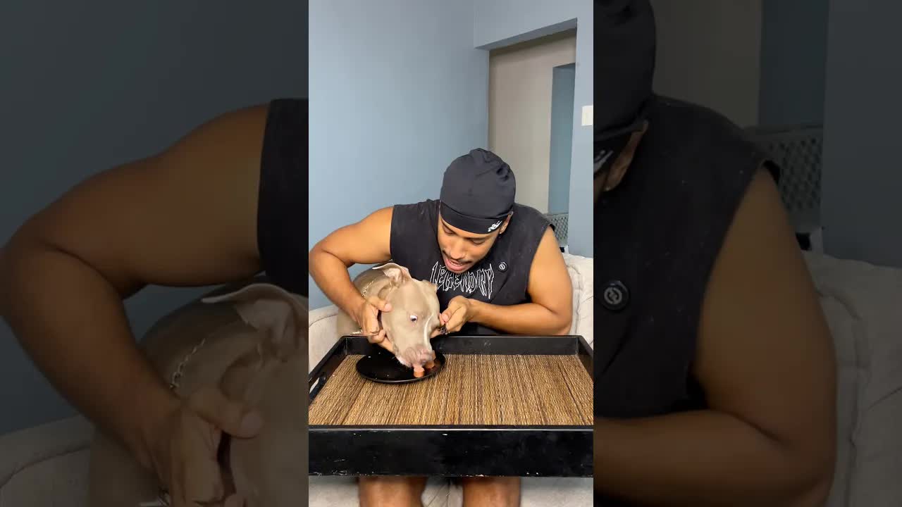 mi perro se come mi comida