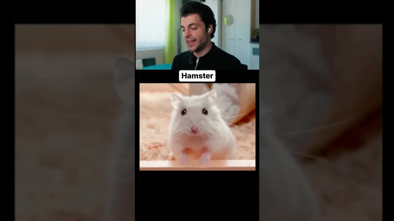 Tiere und ihre Geräusche im Vergleich