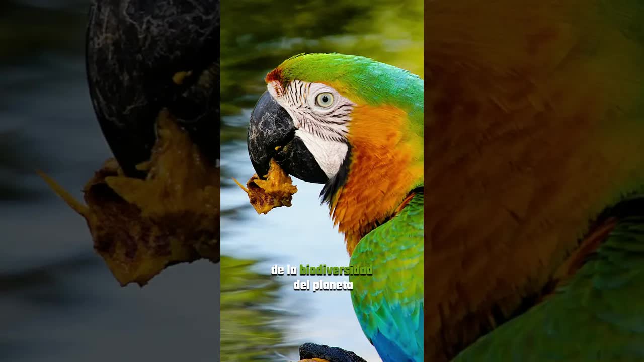 4 datos sobre la selva amazónica