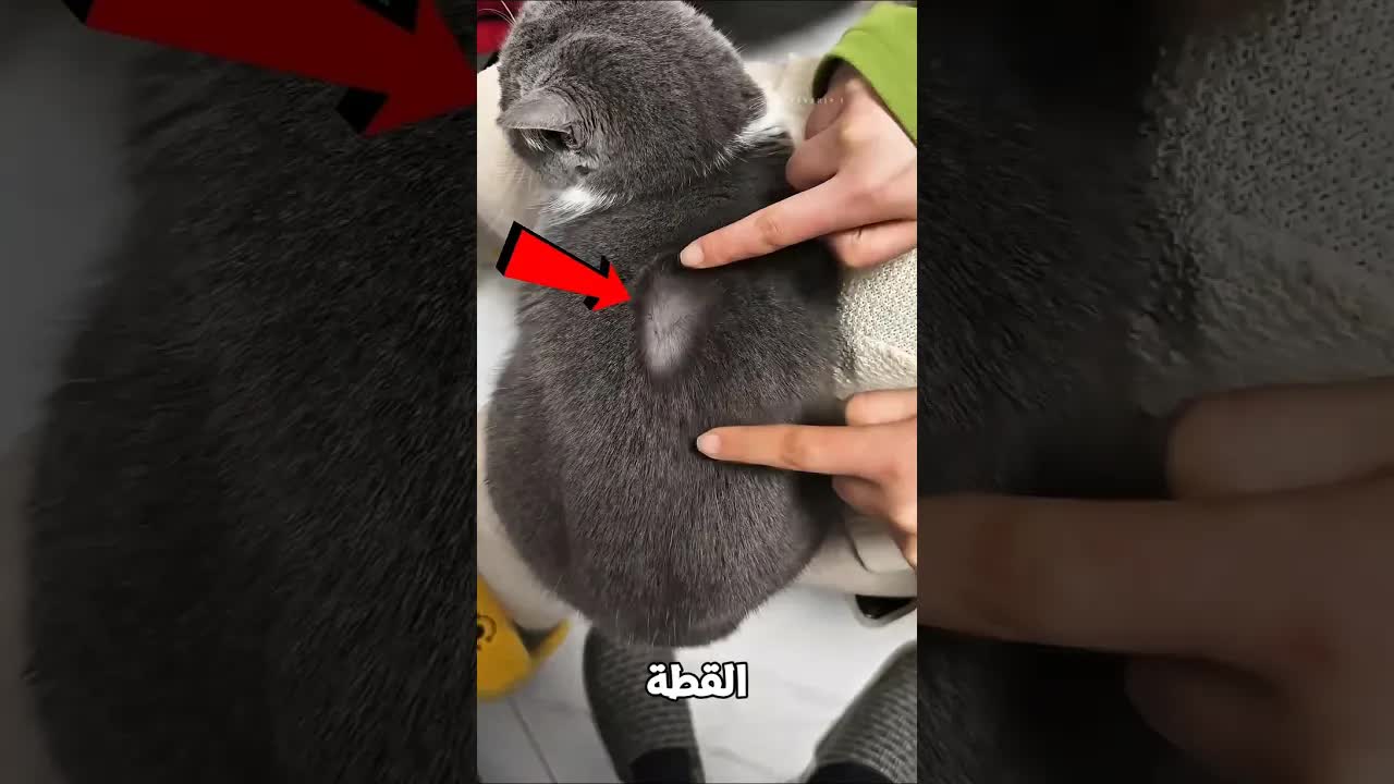 قصة القطة ذات الفراء السحري
