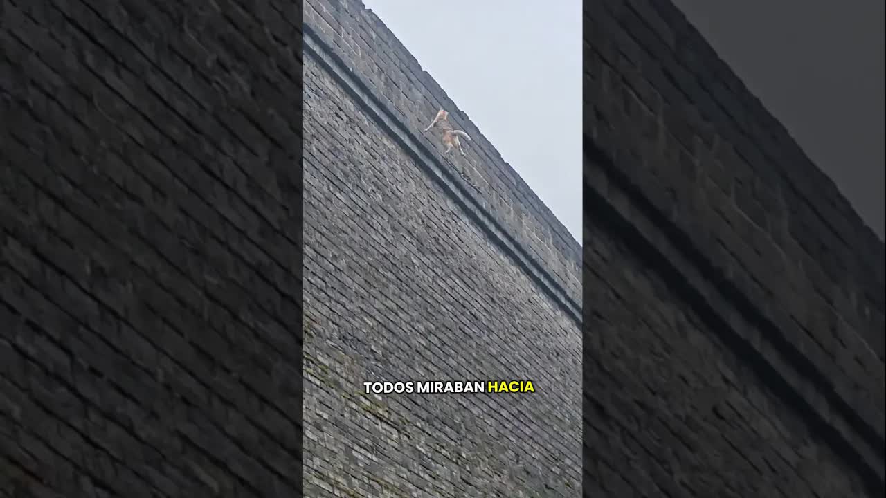 Un gato atrapado en una pared alta