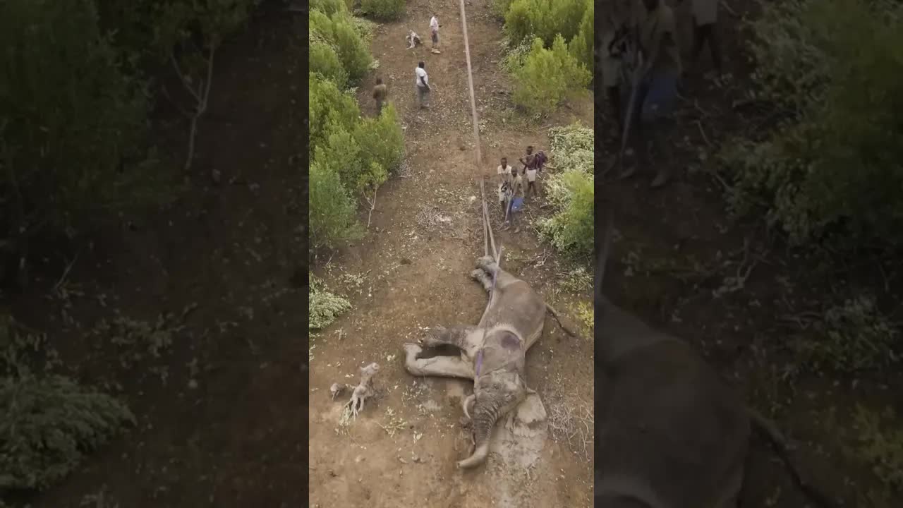إنقاذ فيل عالق في بركة وحل