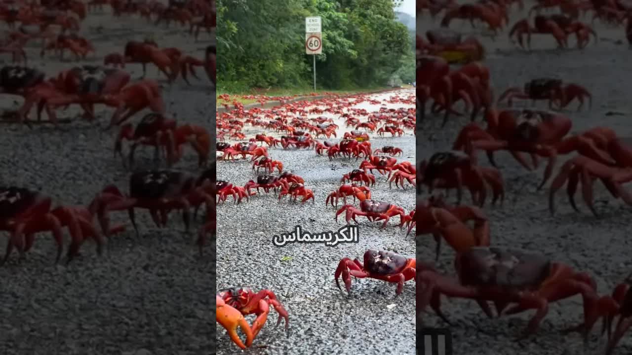 هجرة السلطعون الأحمر في جزيرة الكريسماس