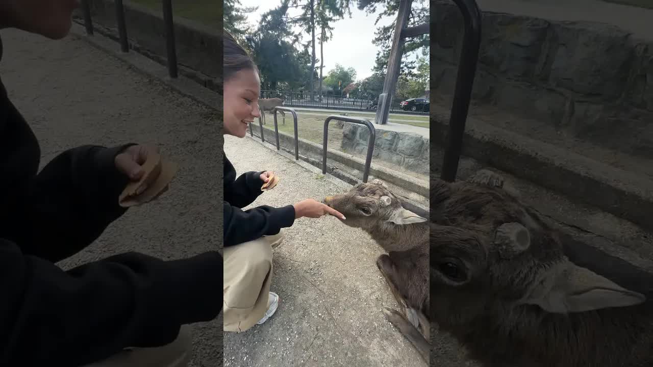 Mærkelige hjorte i Japan