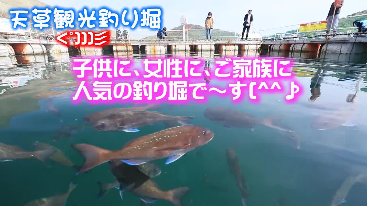 天草でマダイ釣り体験！大漁の興奮