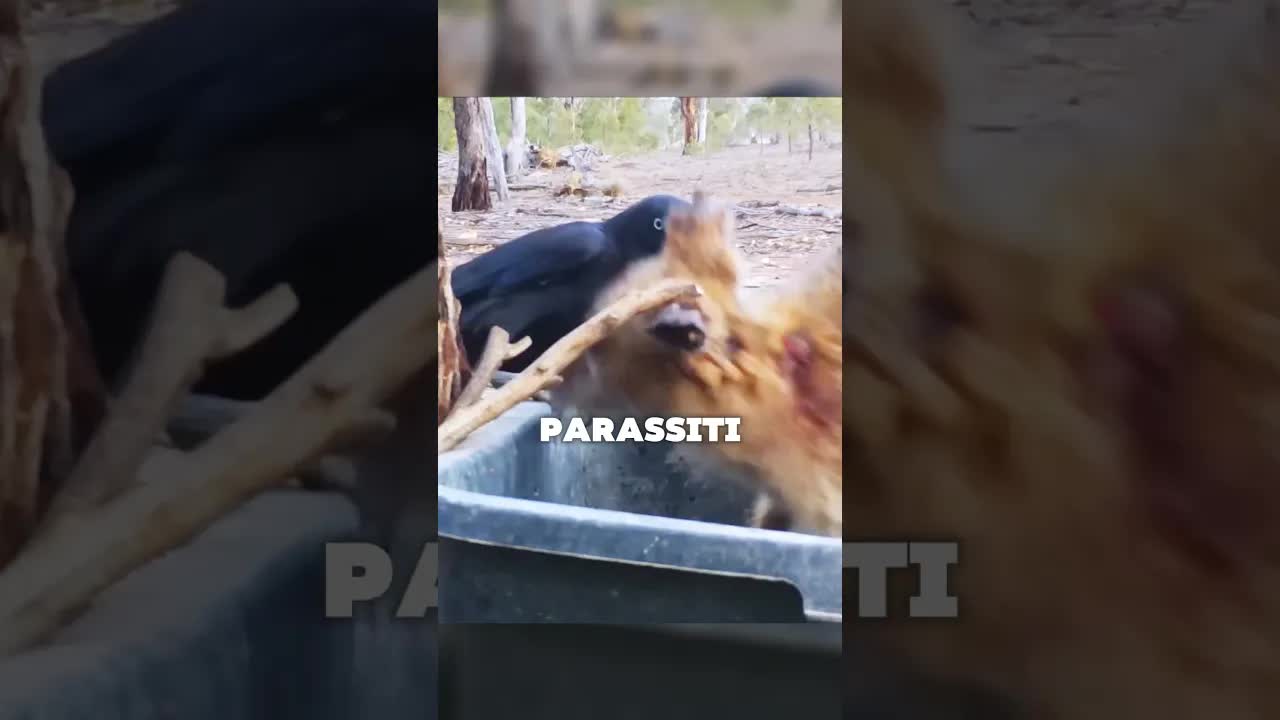 Un corvo aiuta un canguro infestato da parassiti