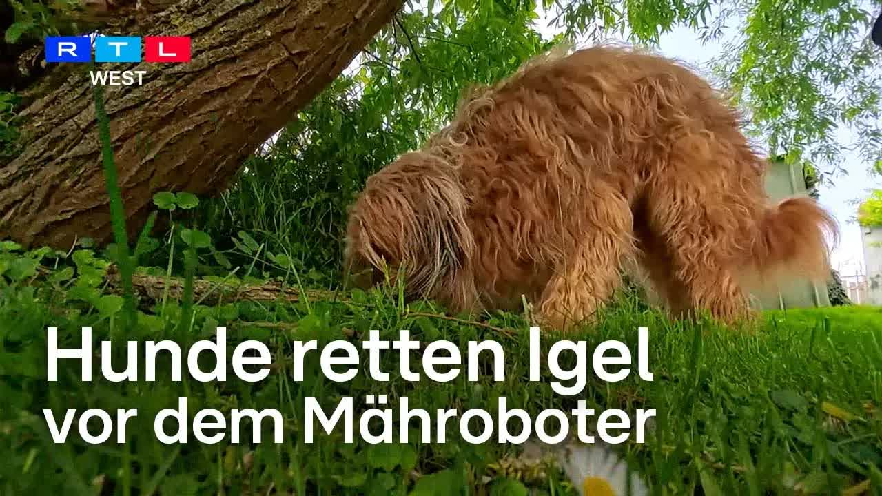 Hunde retten Igel vor Mährobotern