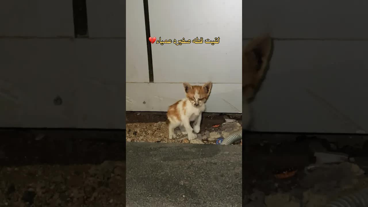 إنقاذ قطة صغيرة عمياء من الشارع