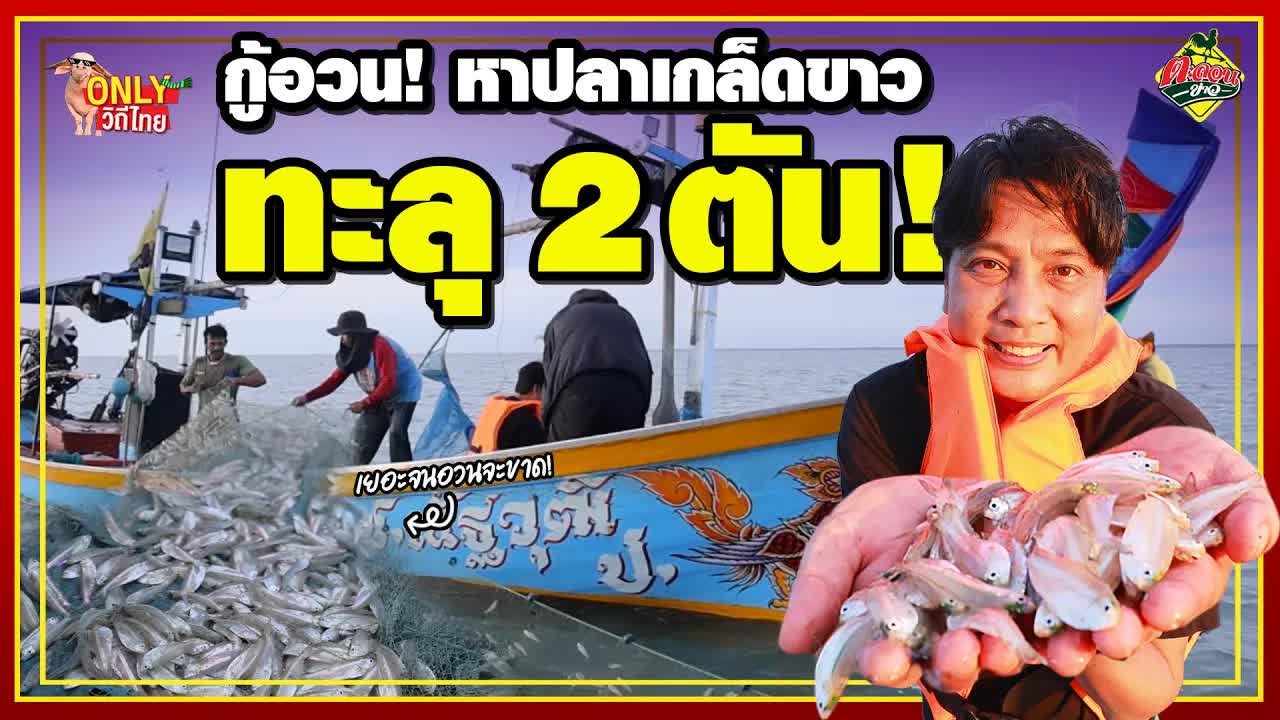 จับปลาเกล็ดขาว 2 ตัน ที่นครศรีธรรมราช
