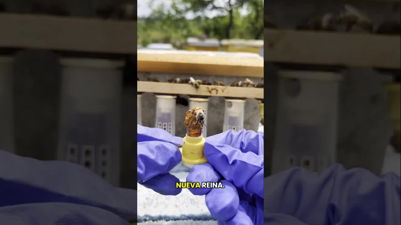 Cómo se convierte una larva en abeja reina