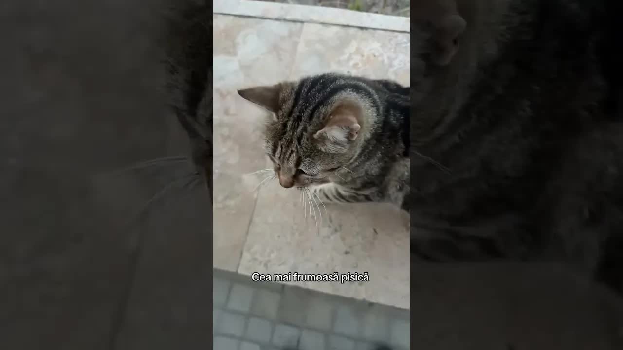 Cea mai frumoasă pisică din Mamaia