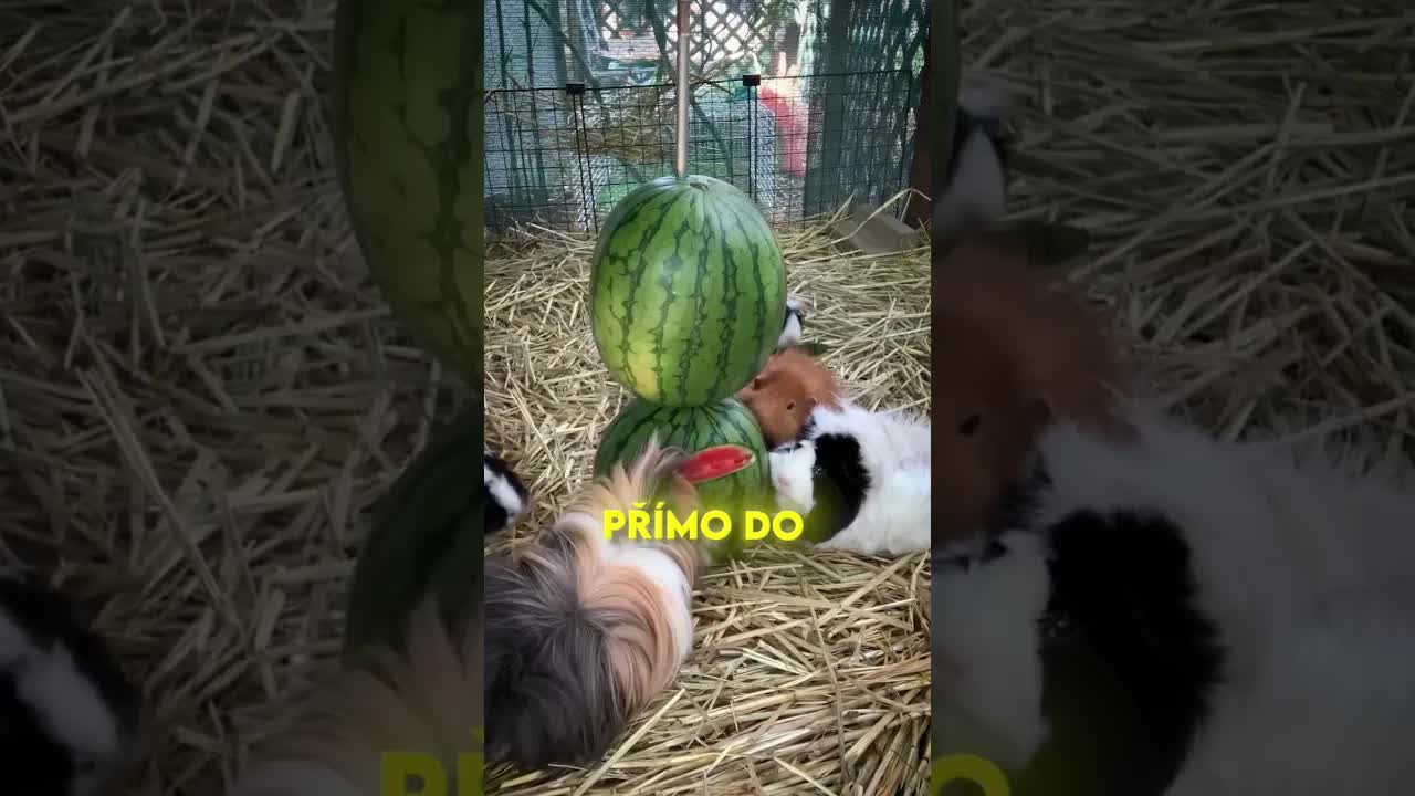 Chytré řešení pro krmení morčat