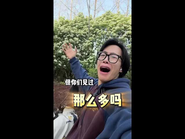 这种花一开满街都是香味