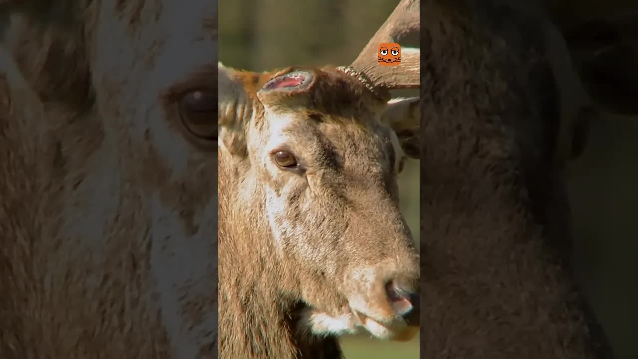 Warum das Hirschgeweih jedes Jahr abfällt