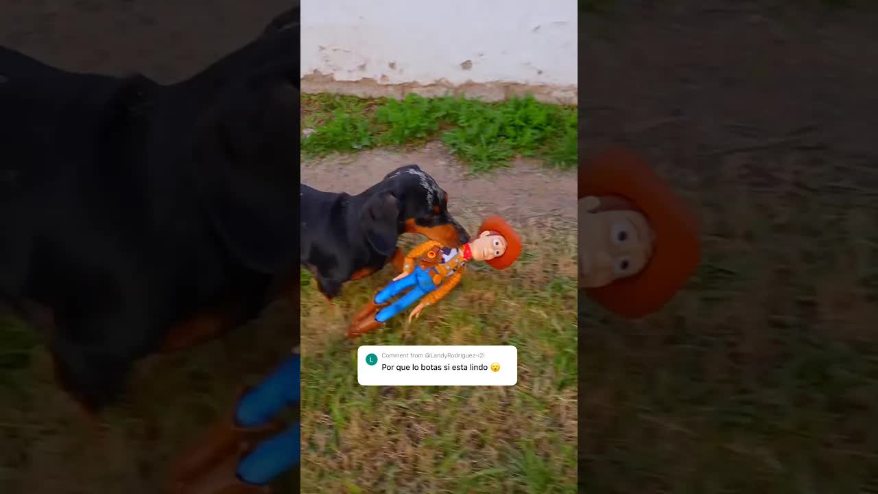 El perro que salva a un juguete