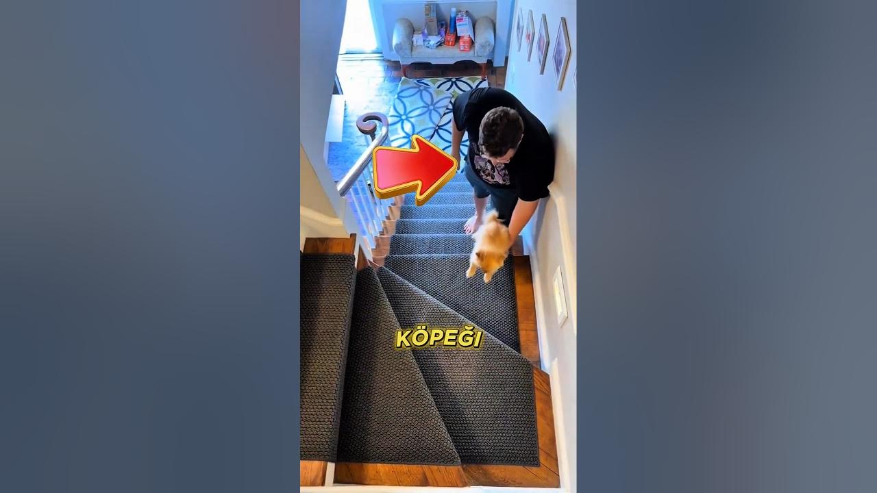 Köpeği İçin Merdiven Kapısı Deneyi