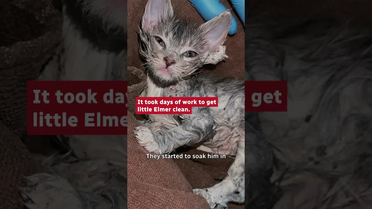 Kitten Rescued After Falling Into Bucket Of Glue