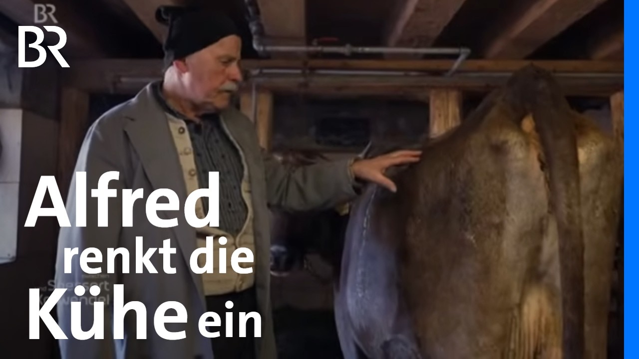 Der Einrenker Alfred Füß und seine Rinder