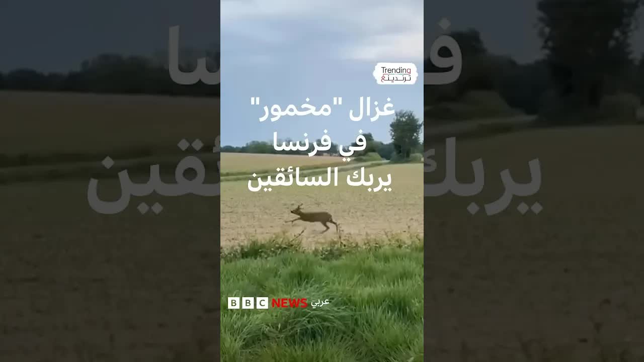غزال مخمور يربك السائقين في بلدة فرنسية