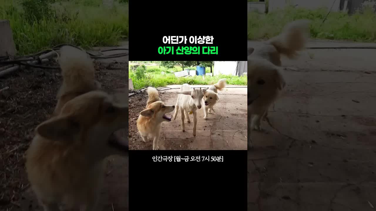 부상한 사냥을 구조하는 순간