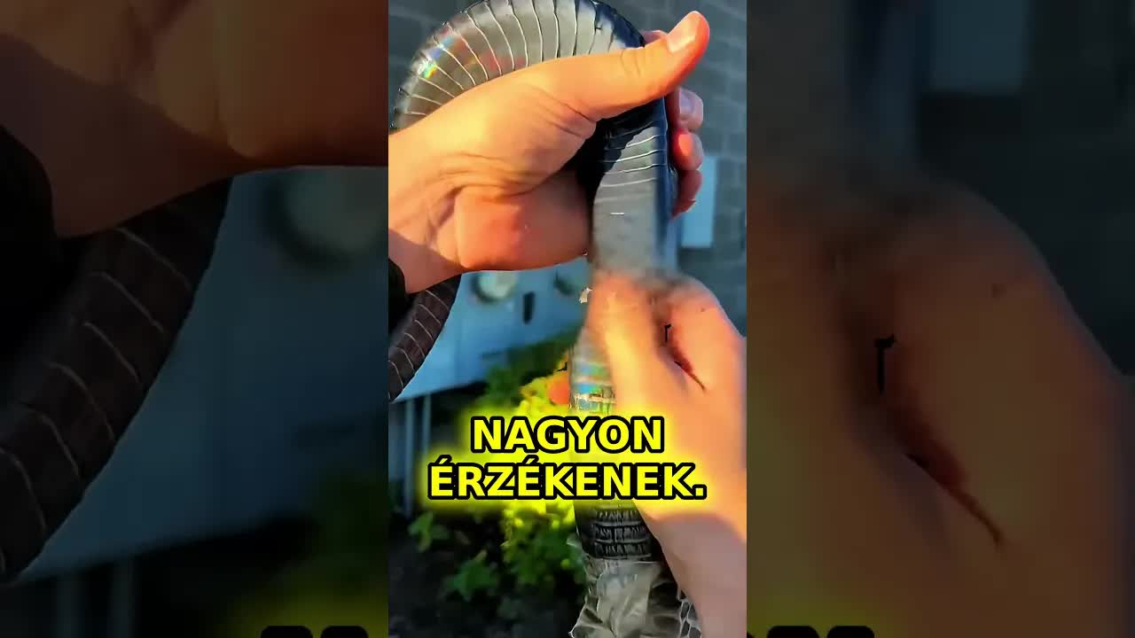 Ne húzd le a kígyó bőrét vedlés közben