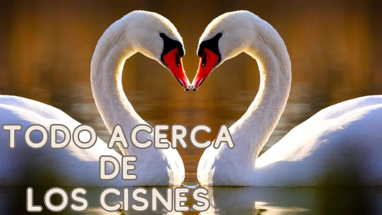 La fascinante vida y secretos de los cisnes