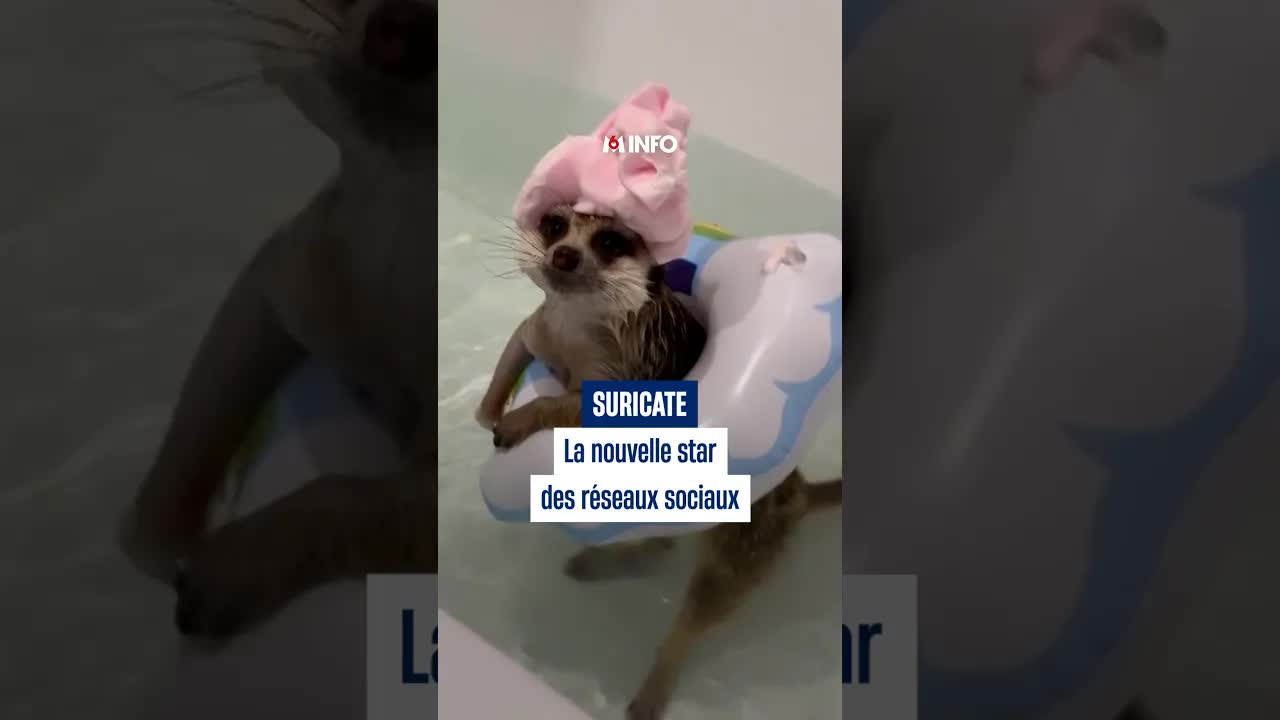 Le suricate star des réseaux sociaux