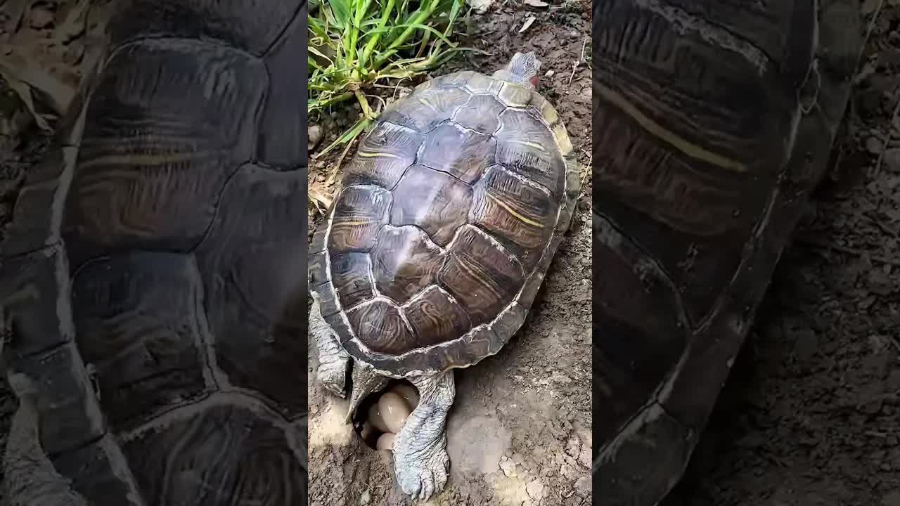 Una tortuga pone sus huevos en el jardín