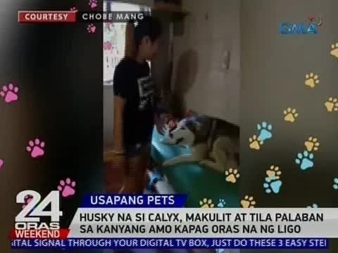 Makulit na husky at iba pang aso sa ligo time