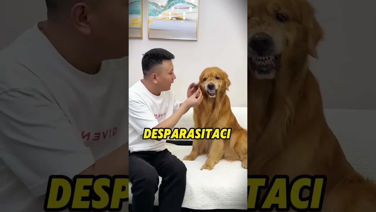 Cuando tu perro no quiere tomar la medicina