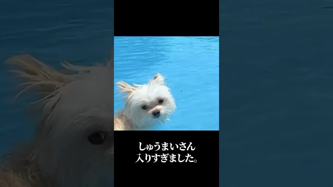 泳ぎすぎた？渋井さんへの応援メッセージ