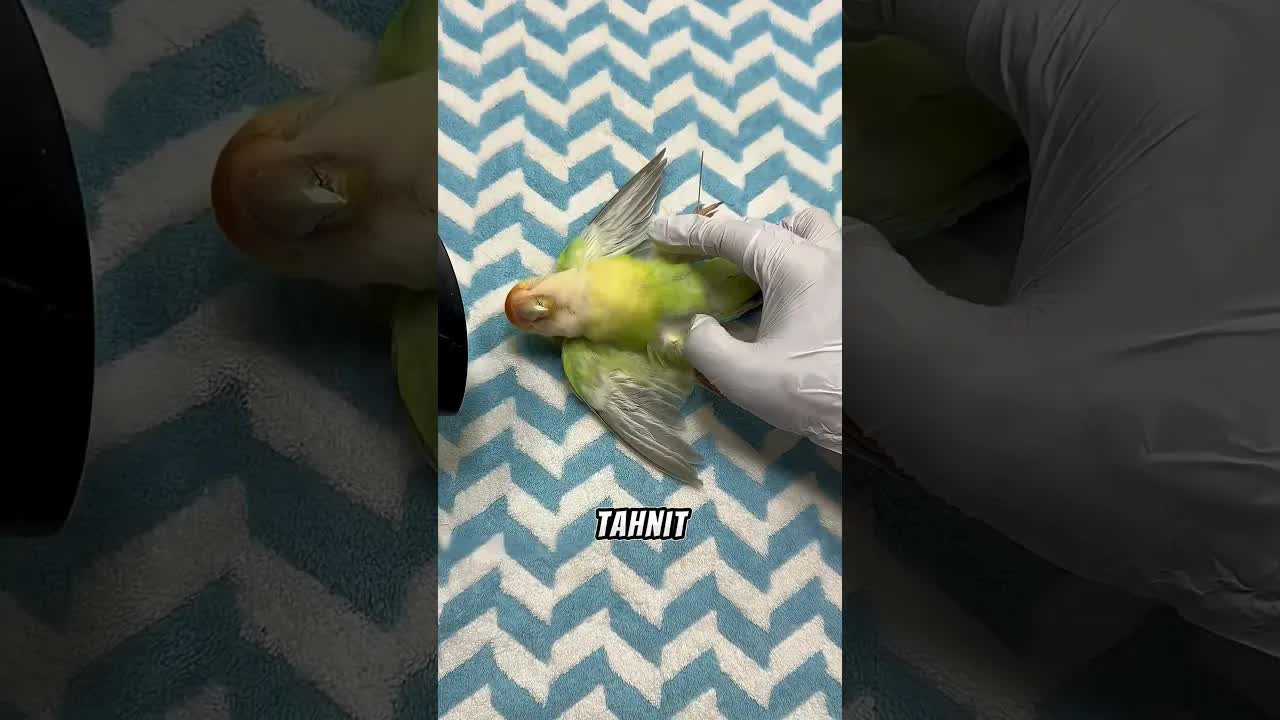 Ölmüş Papağanın Tahnit Edilmesi Hikayesi