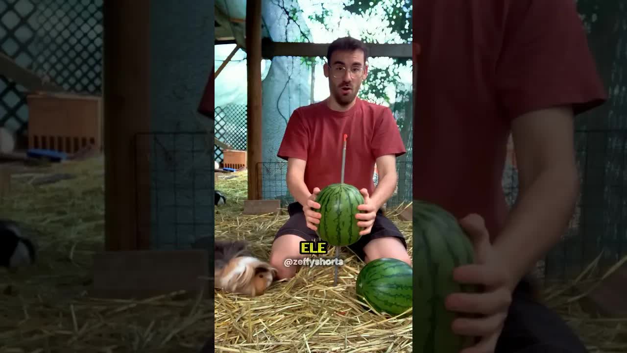Como alimentar 80 hamsters de forma inteligente