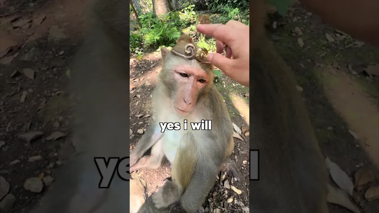 Monkey King Claims the Crown
