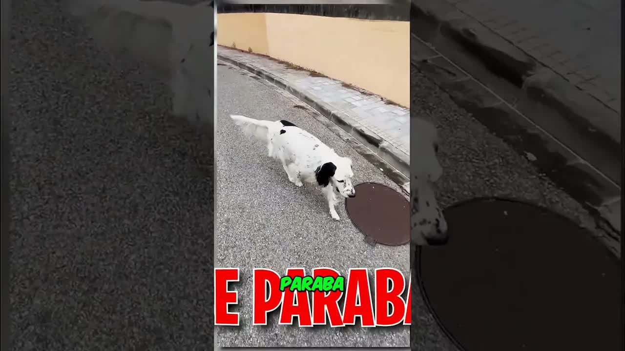 Mi perro me sigue a todas partes