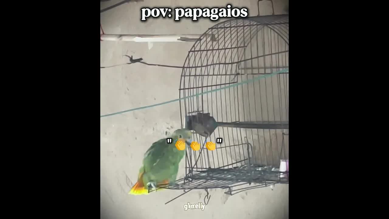 Papagaio discute com entregador e vence