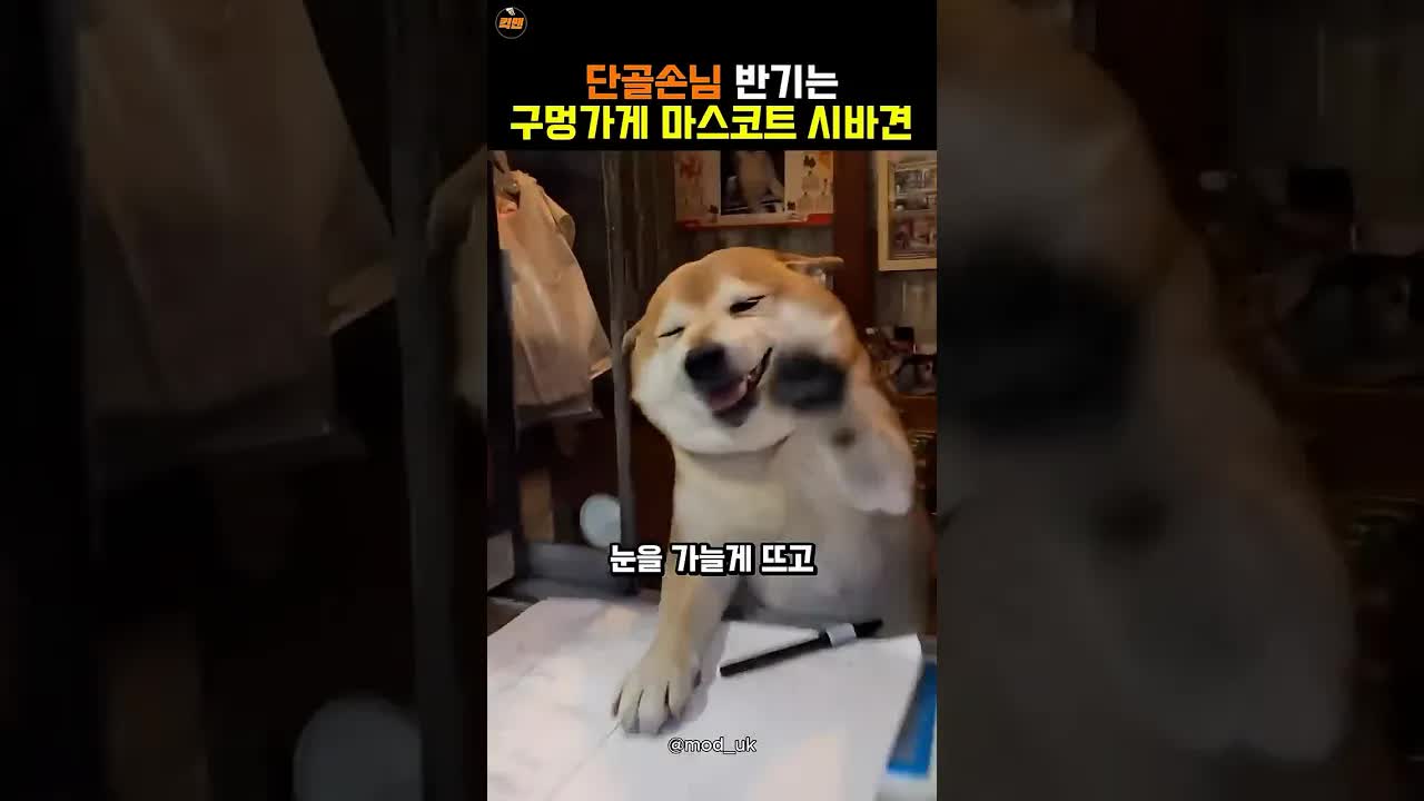 구멍가게 마스코트 댕댕이의 손님 맞이