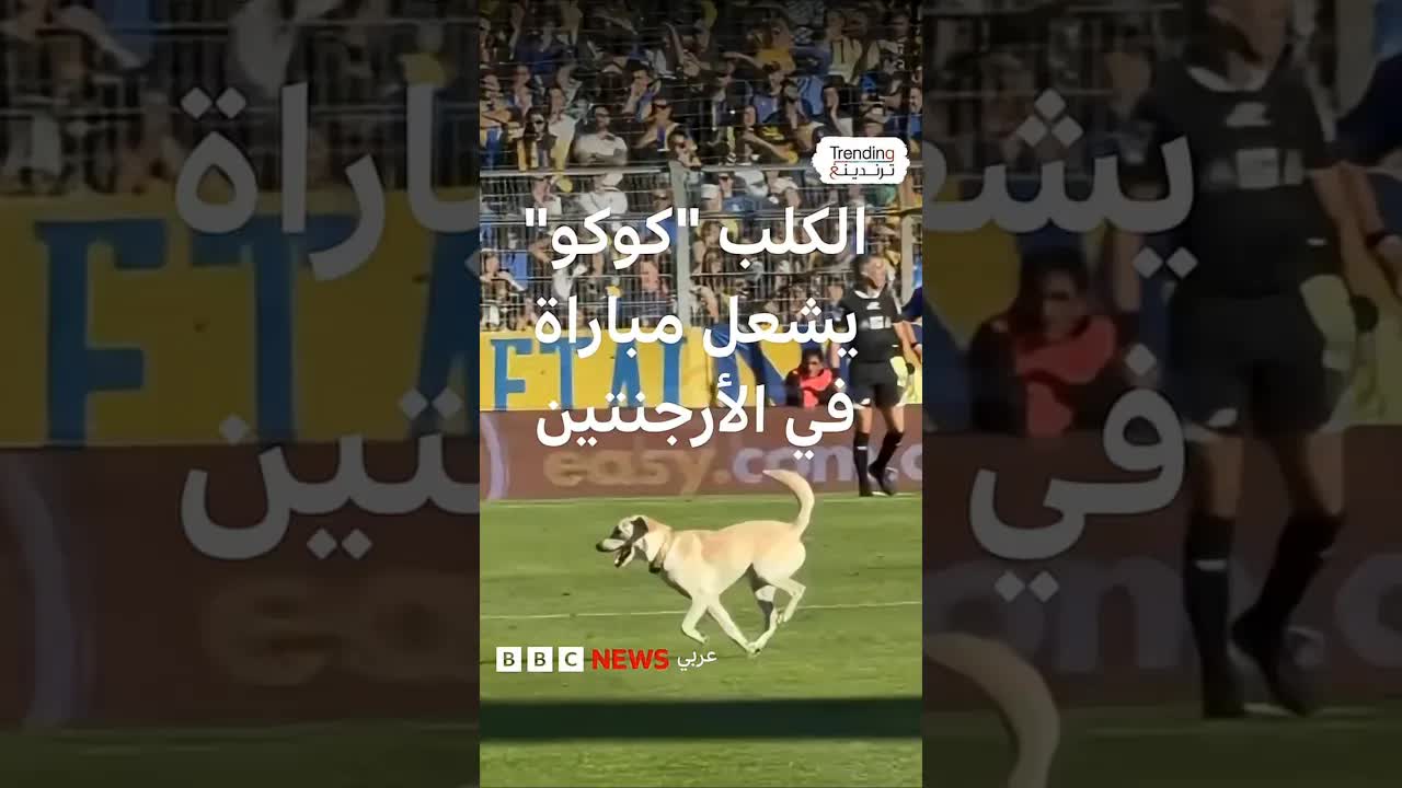 جرو يقتحم مباراة في الدوري الأرجنتيني ويشعل المدرجات
