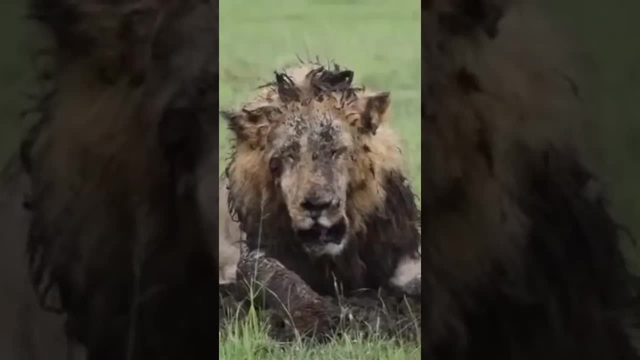 Scarface: Maasai Mara'nın Efsane Aslanının Hikayesi