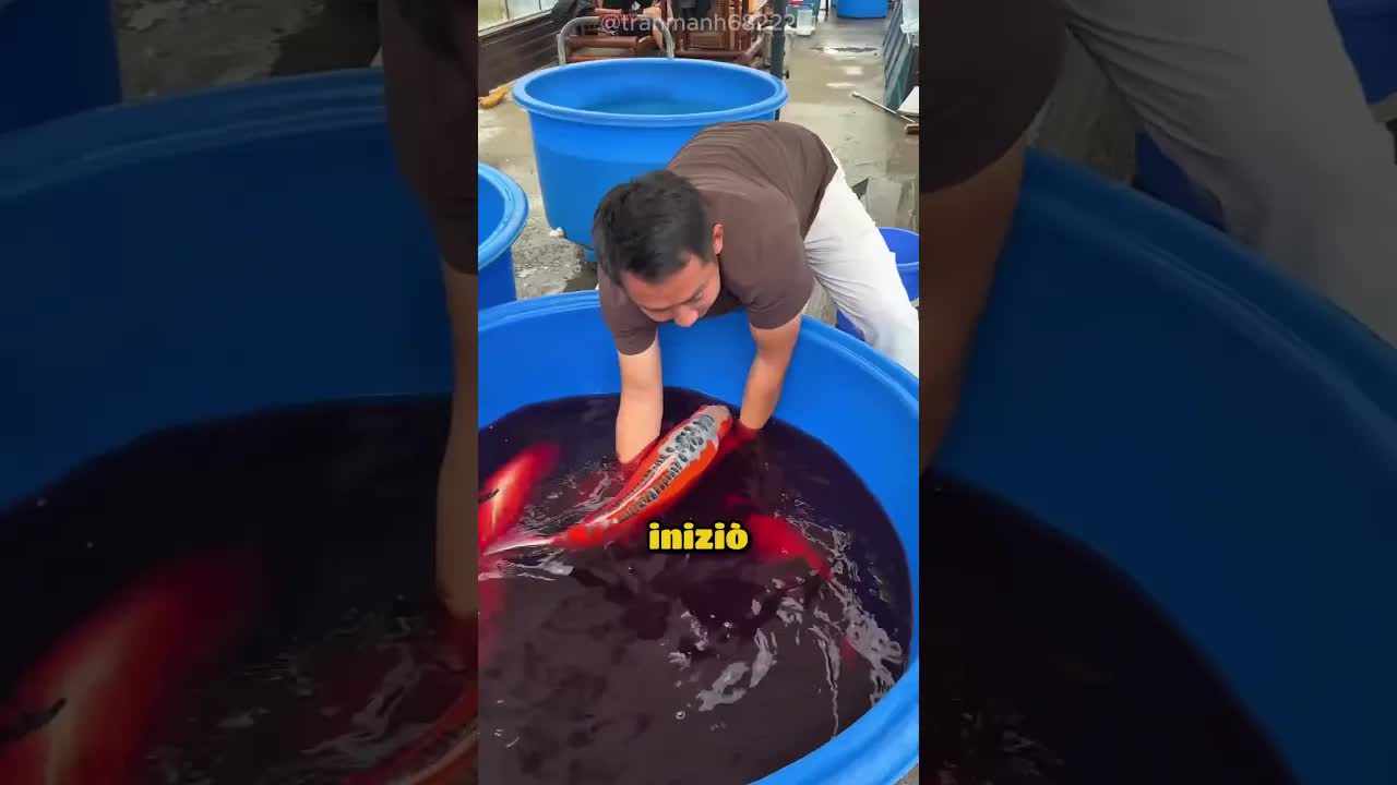 Il liquido nero che salva i pesci