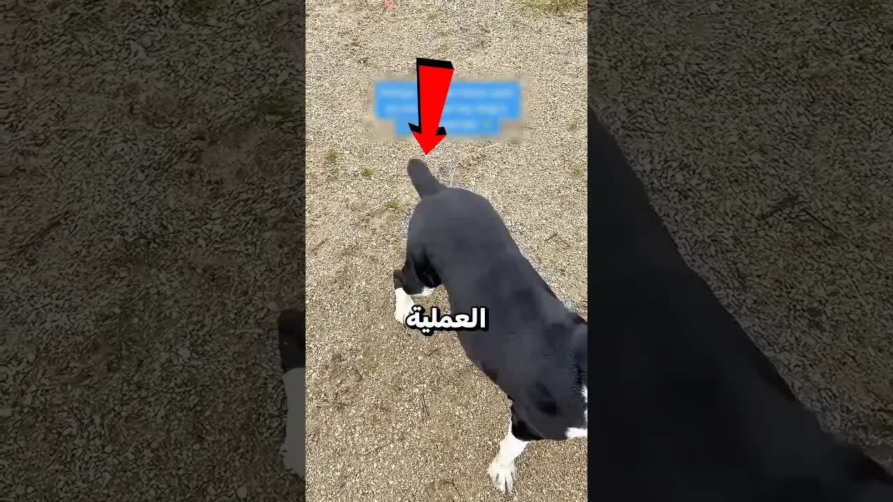لماذا يُقصّ ذيل الكلب؟