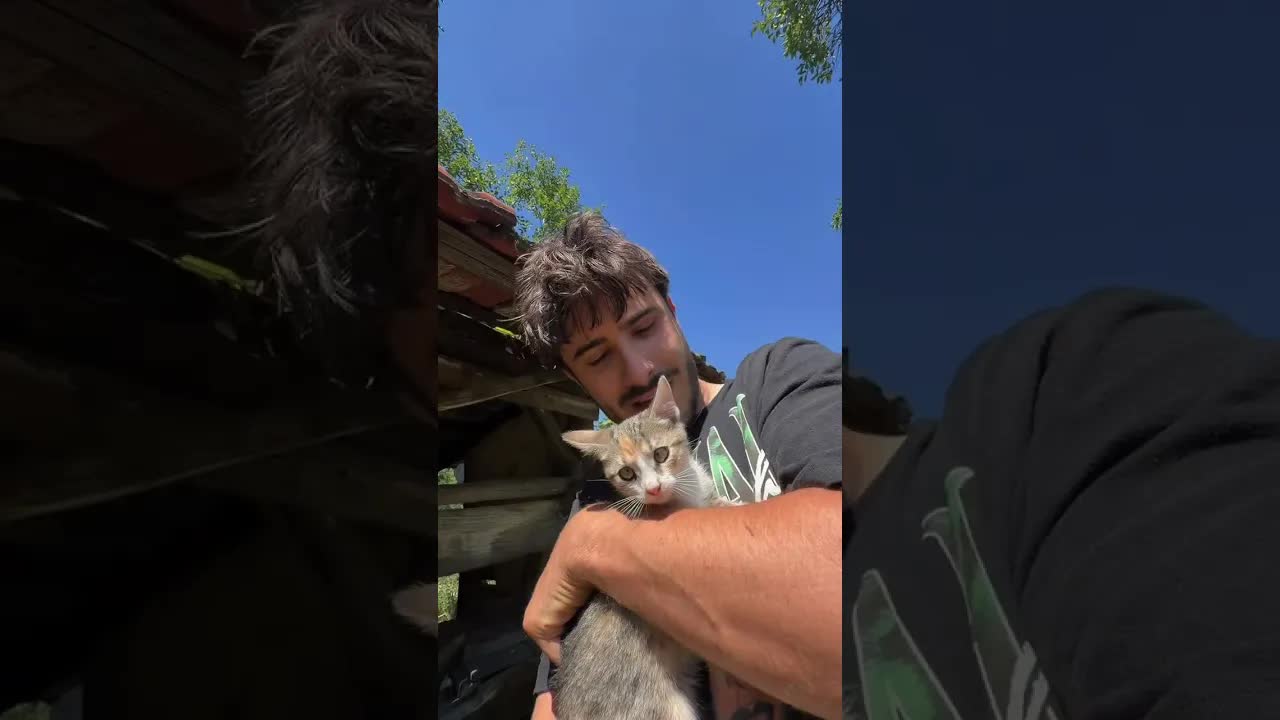 Meine Katzen sind aus dem Zimmer entwischt